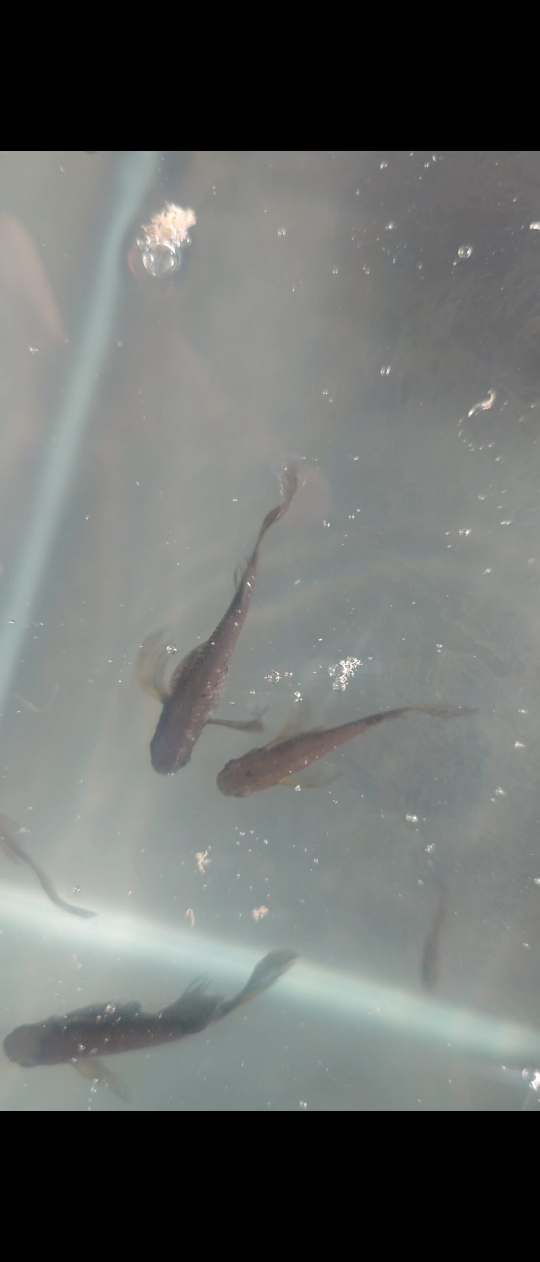 メダカのハナシ