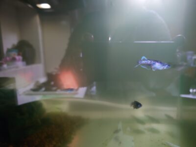 ミッドナイトフリル（メダカ）