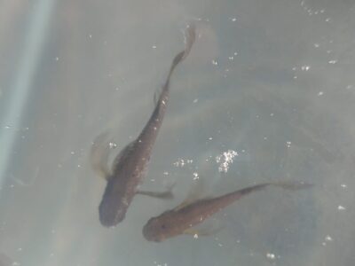 メダカのハナシ